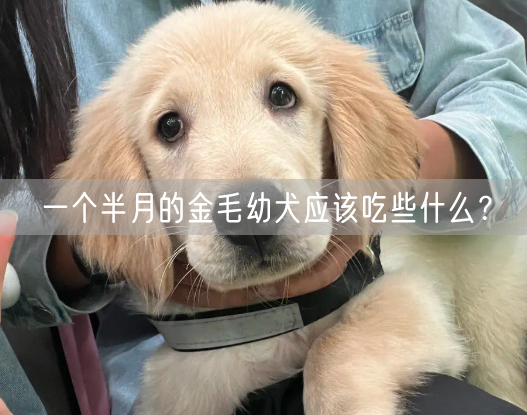 一个半月的金毛幼犬应该吃些什么？