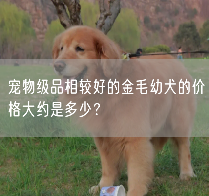 宠物级品相较好的金毛幼犬的价格大约是多少？