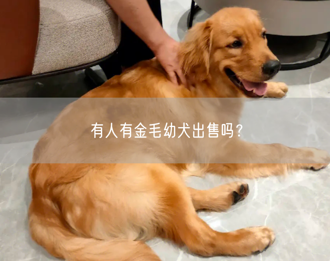 有人有金毛幼犬出售吗？