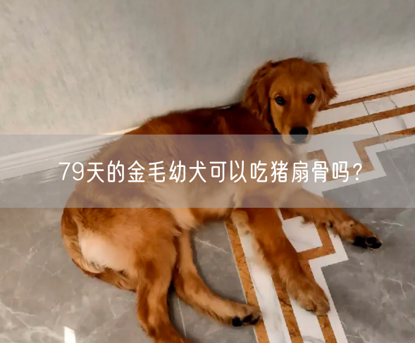 79天的金毛幼犬可以吃猪扇骨吗？