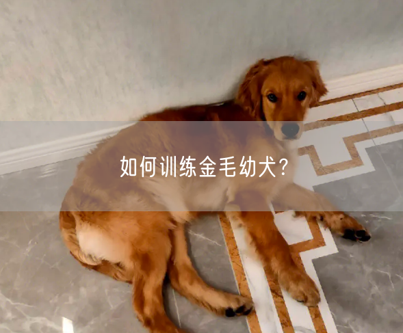 如何训练金毛幼犬？