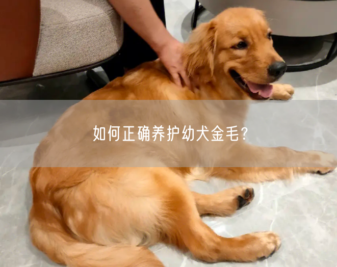 如何正确养护幼犬金毛？