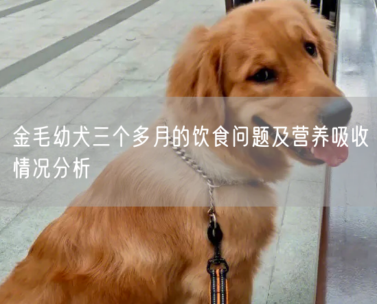 金毛幼犬三个多月的饮食问题及营养吸收情况分析