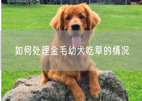 如何处理金毛幼犬吃草的情况