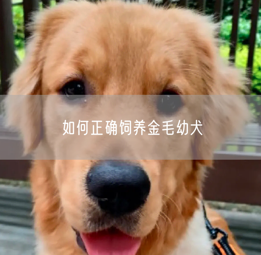 如何正确饲养金毛幼犬