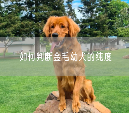 如何判断金毛幼犬的纯度