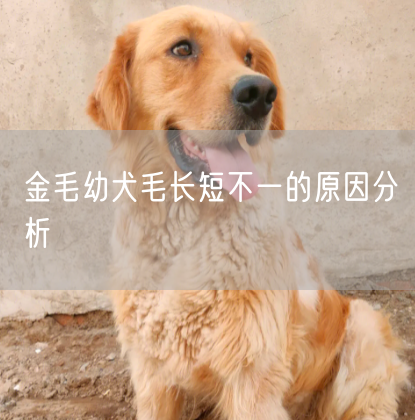 金毛幼犬毛长短不一的原因分析