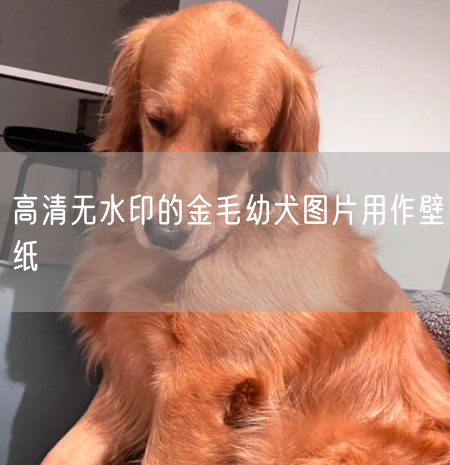 高清无水印的金毛幼犬图片用作壁纸