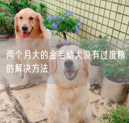 两个月大的金毛幼犬没有过度粮的解决方法