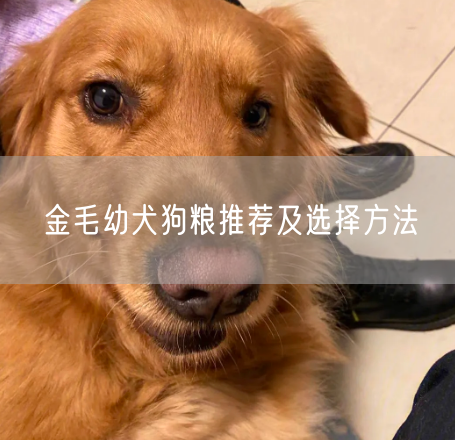 金毛幼犬狗粮推荐及选择方法