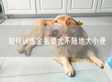 如何训练金毛幼犬不随地大小便