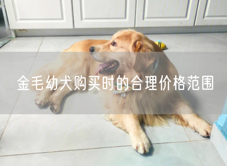 金毛幼犬购买时的合理价格范围