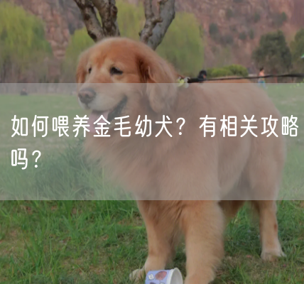 如何喂养金毛幼犬？有相关攻略吗？