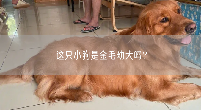 这只小狗是金毛幼犬吗？