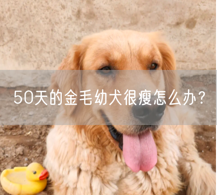 50天的金毛幼犬很瘦怎么办？