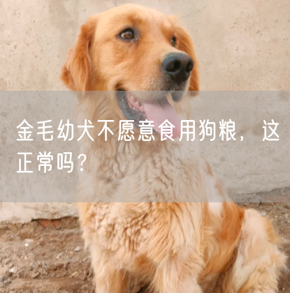 金毛幼犬不愿意食用狗粮，这正常吗？