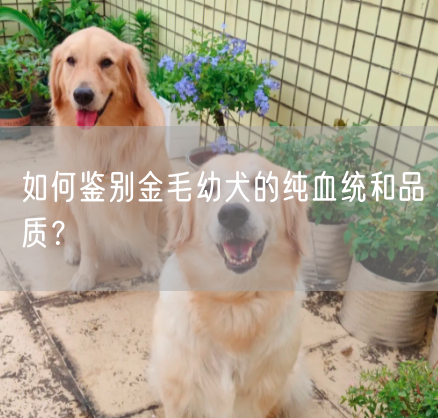 如何鉴别金毛幼犬的纯血统和品质？