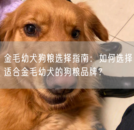 金毛幼犬狗粮选择指南：如何选择适合金毛幼犬的狗粮品牌？