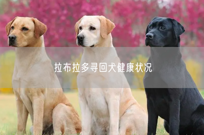 拉布拉多寻回犬健康状况