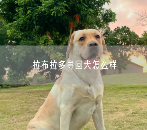 拉布拉多寻回犬怎么样