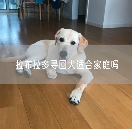 拉布拉多寻回犬适合家庭吗