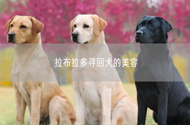 拉布拉多寻回犬的美容