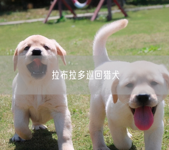 拉布拉多巡回猎犬