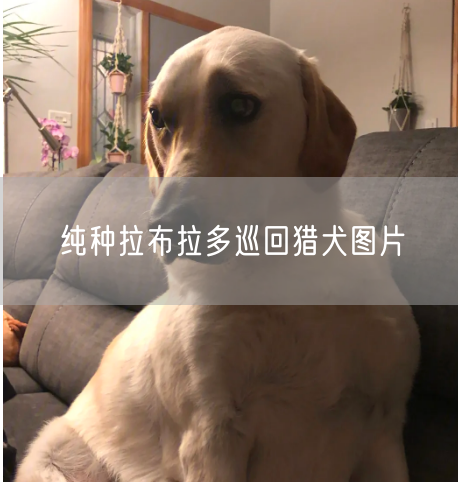 纯种拉布拉多巡回猎犬图片