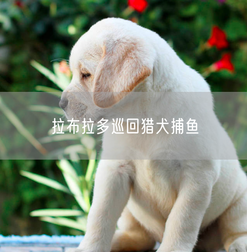 拉布拉多巡回猎犬捕鱼