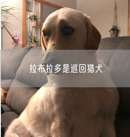 拉布拉多是巡回猎犬