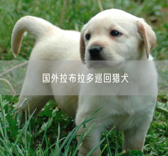 国外拉布拉多巡回猎犬