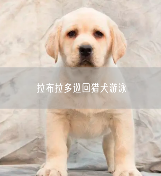 拉布拉多巡回猎犬游泳