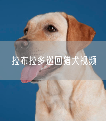 拉布拉多巡回猎犬视频