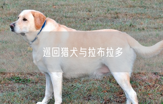 巡回猎犬与拉布拉多