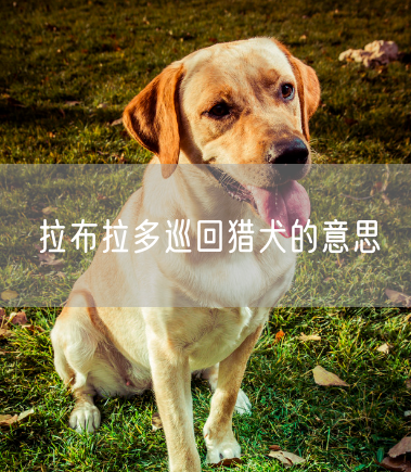 拉布拉多巡回猎犬的意思