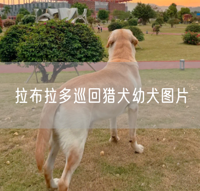 拉布拉多巡回猎犬幼犬图片