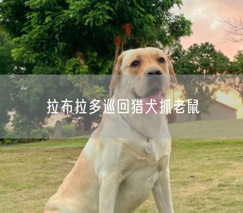 拉布拉多巡回猎犬抓老鼠