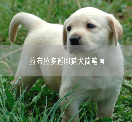 拉布拉多巡回猎犬简笔画