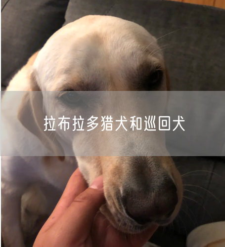 拉布拉多猎犬和巡回犬