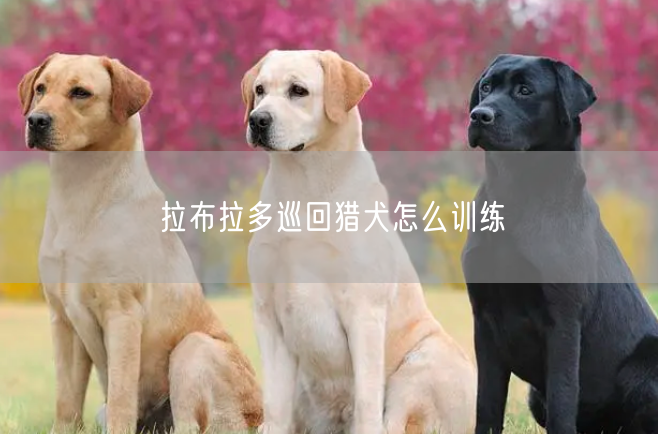 拉布拉多巡回猎犬怎么训练