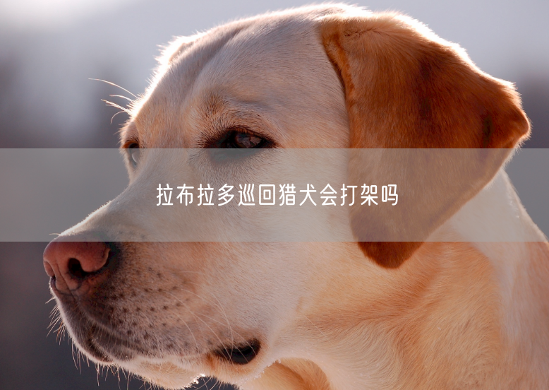 拉布拉多巡回猎犬会打架吗