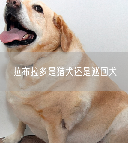 拉布拉多是猎犬还是巡回犬