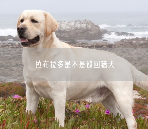 拉布拉多是不是巡回猎犬