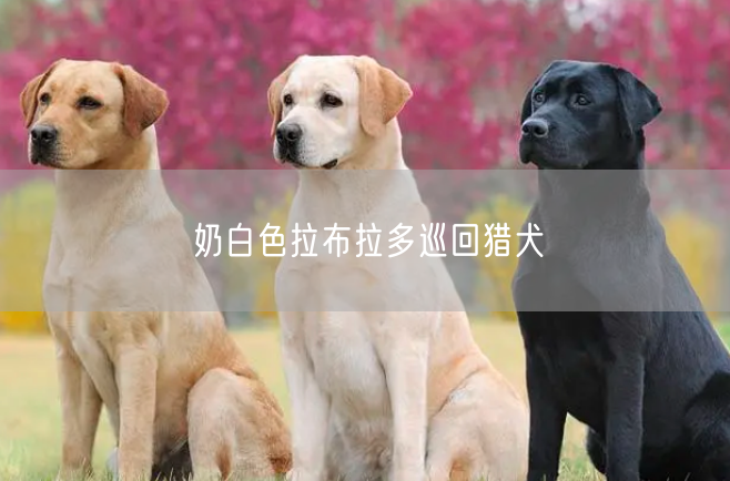 奶白色拉布拉多巡回猎犬