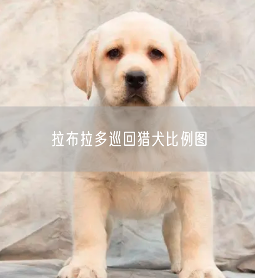 拉布拉多巡回猎犬比例图