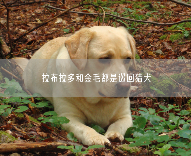 拉布拉多和金毛都是巡回猎犬