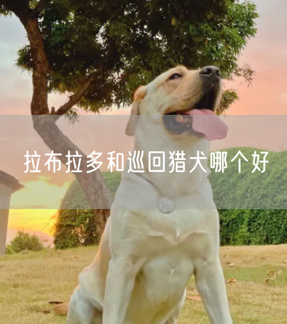 拉布拉多和巡回猎犬哪个好