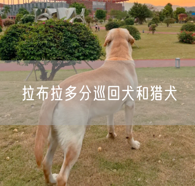 拉布拉多分巡回犬和猎犬