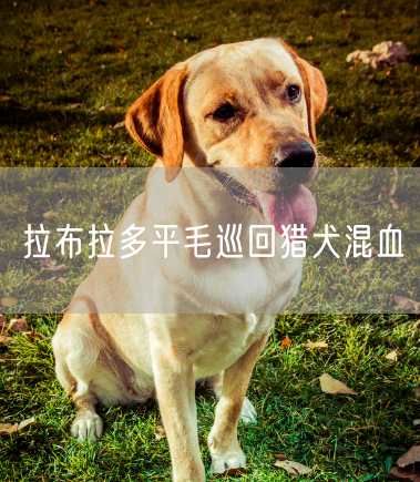 拉布拉多平毛巡回猎犬混血