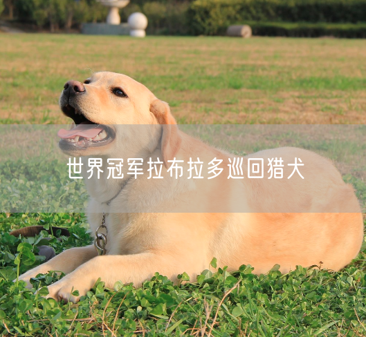 世界冠军拉布拉多巡回猎犬